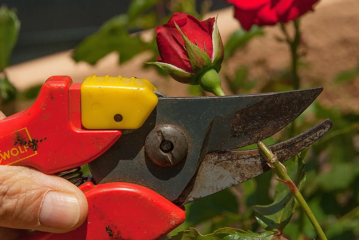 Anvil vs Bypass Secateurs: Which Should UK Gardeners Choose?