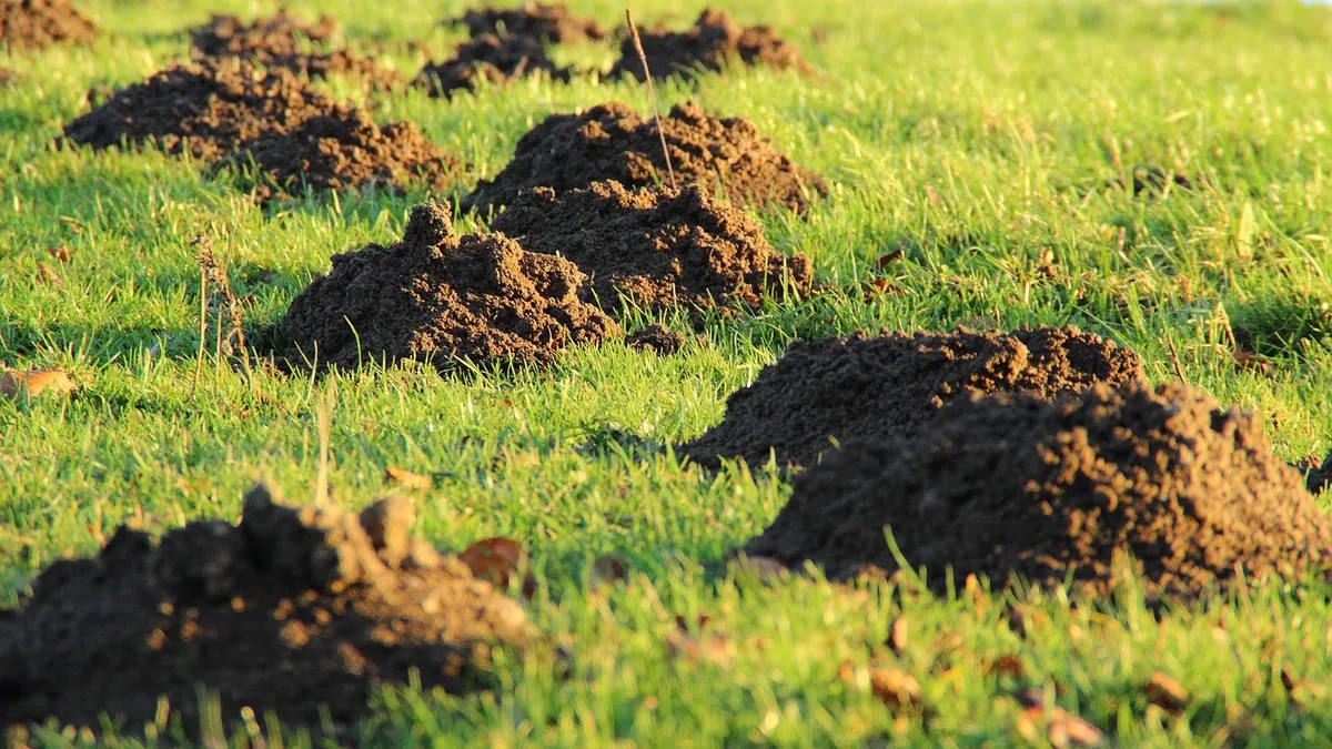 Autumn Lawn Care Checklist for UK Gardens