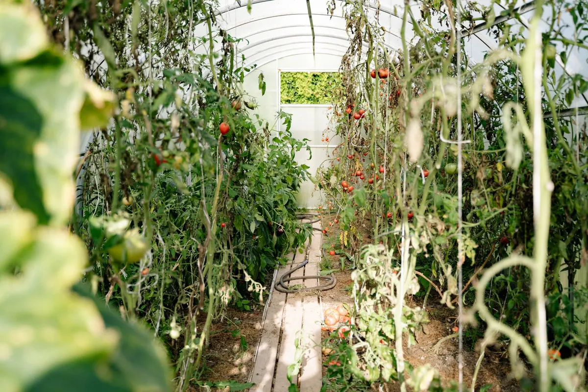 Beginner's Guide to Growing Tomatoes in a UK Greenhouse