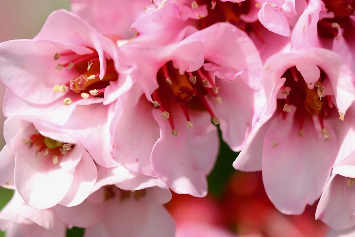 Best Plants for North-Facing UK Gardens