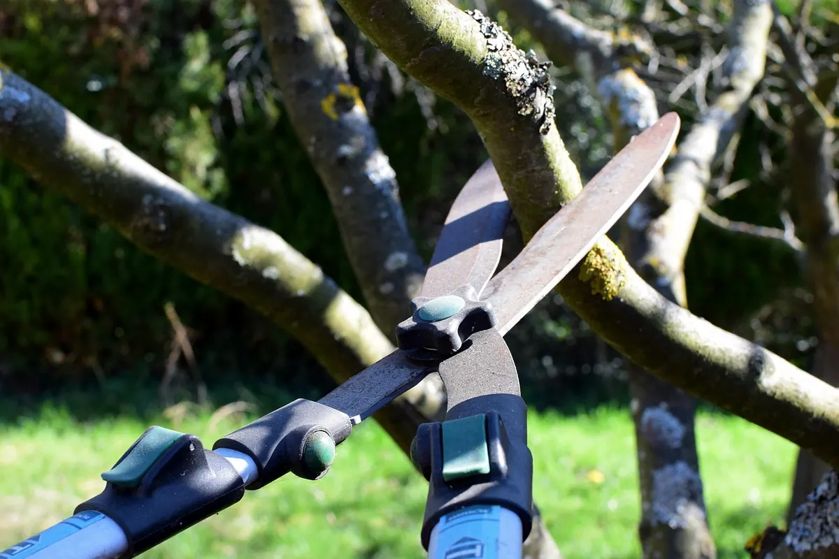 What to Prune in January: UK Garden Jobs by Plant Type